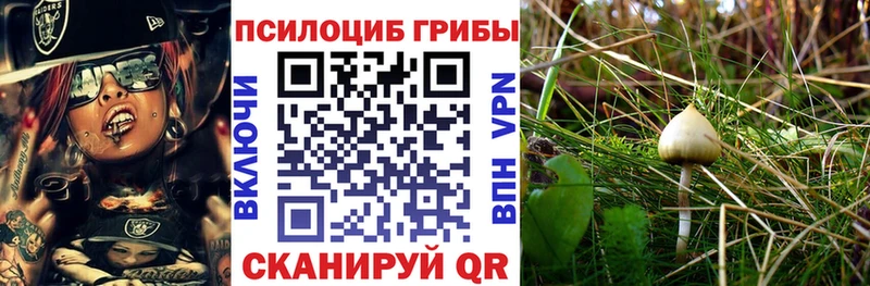 магазин продажи   Алексеевка  Галлюциногенные грибы мицелий 
